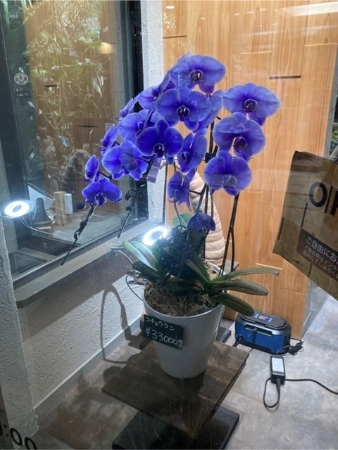 胡蝶蘭　紫　3本立